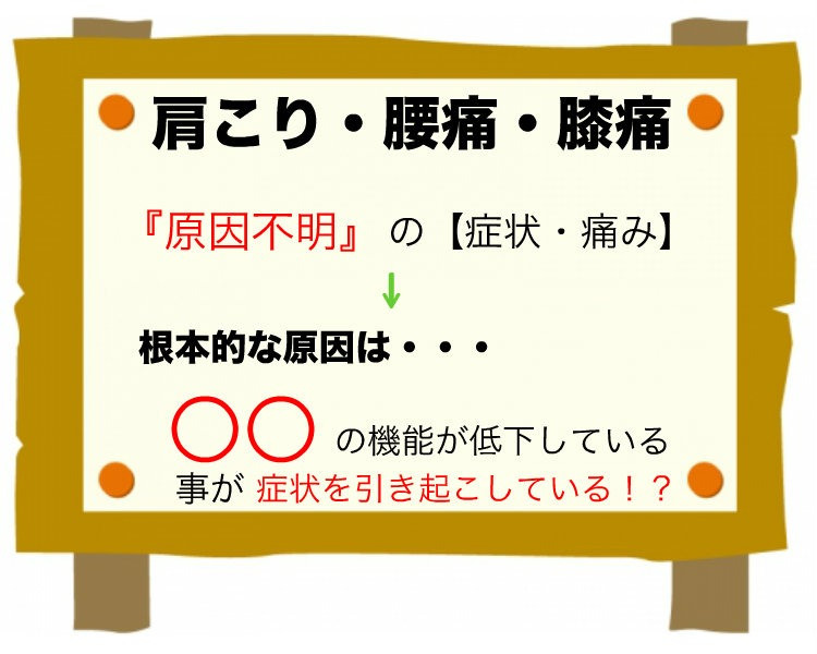 腰痛でお困りの倉敷市の方へ。症状の原因は〇〇の機能が低下が原因かもしれません